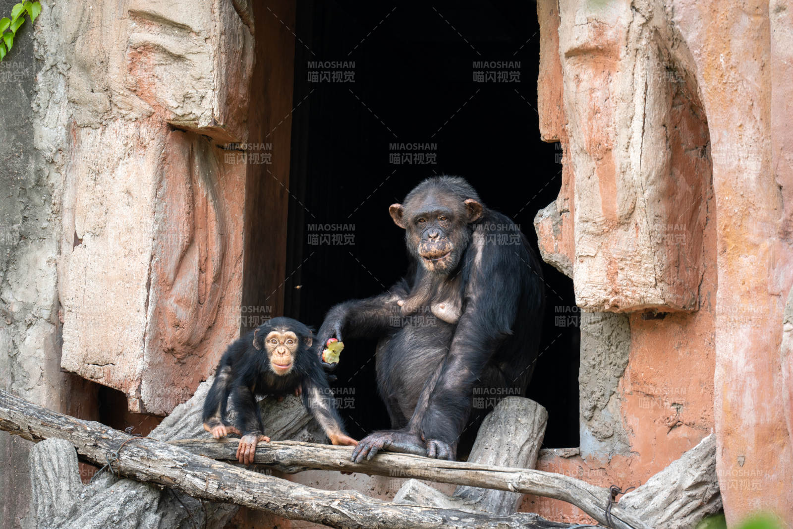 母子猩猩依偎窗边图片
