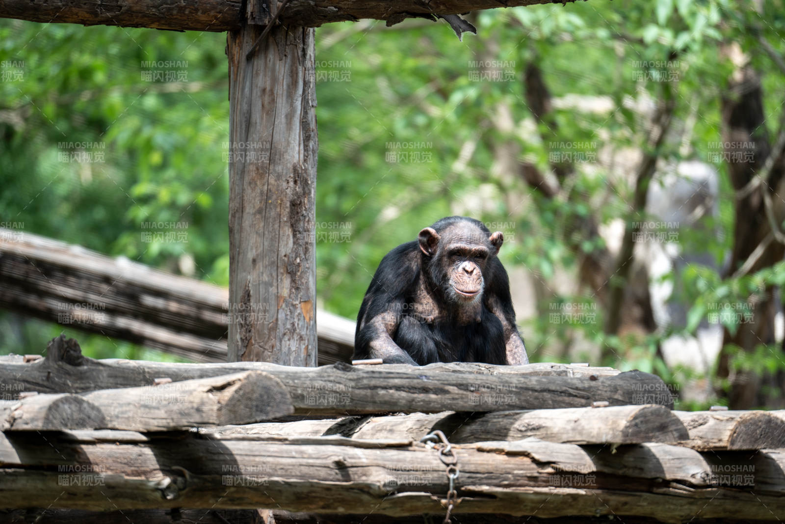黑猩猩静坐木栏图片