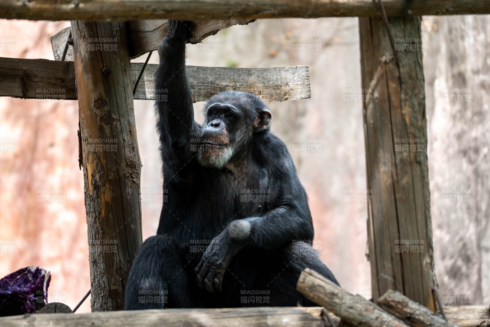 黑猩猩攀木而坐图片