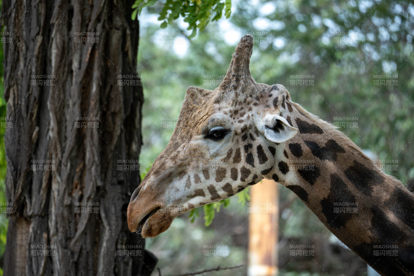 长颈鹿依树而立图片