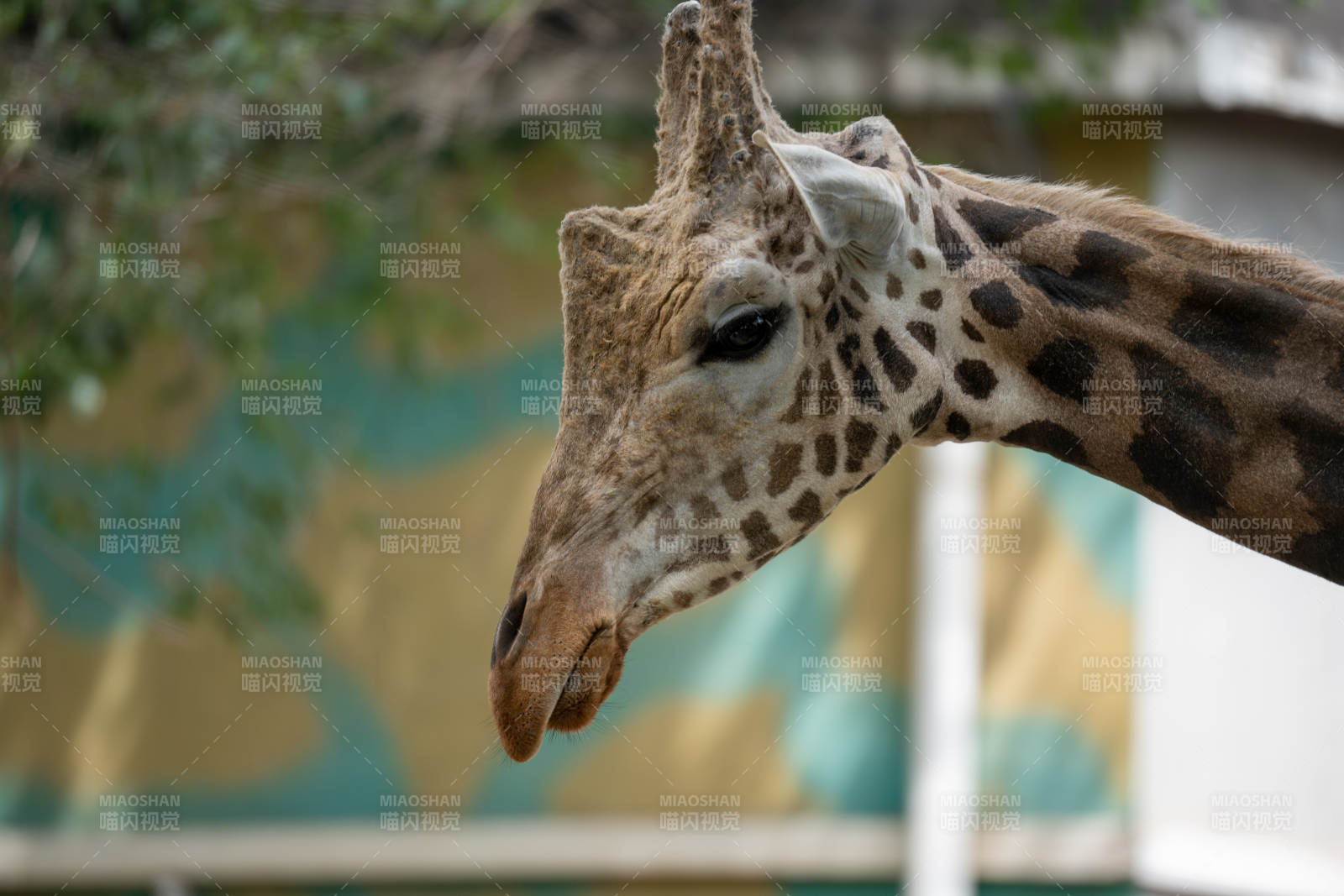 长颈鹿侧脸特写图片