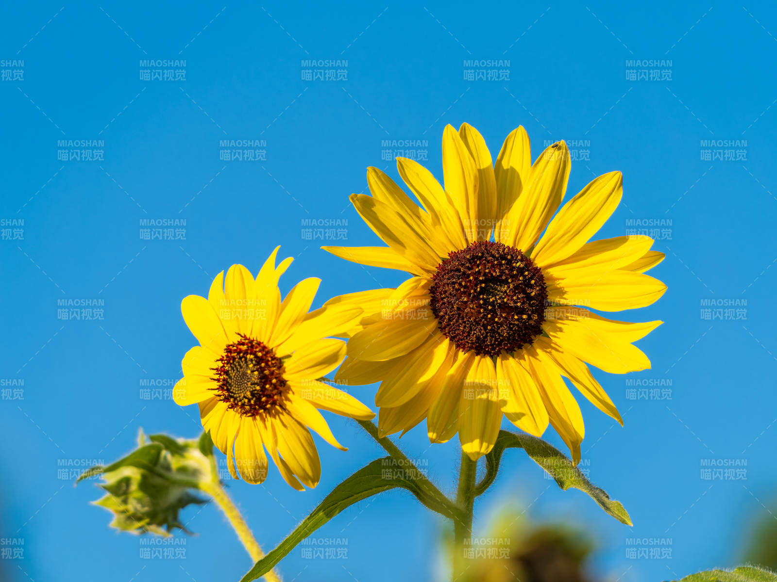 向日葵迎风绽放图片