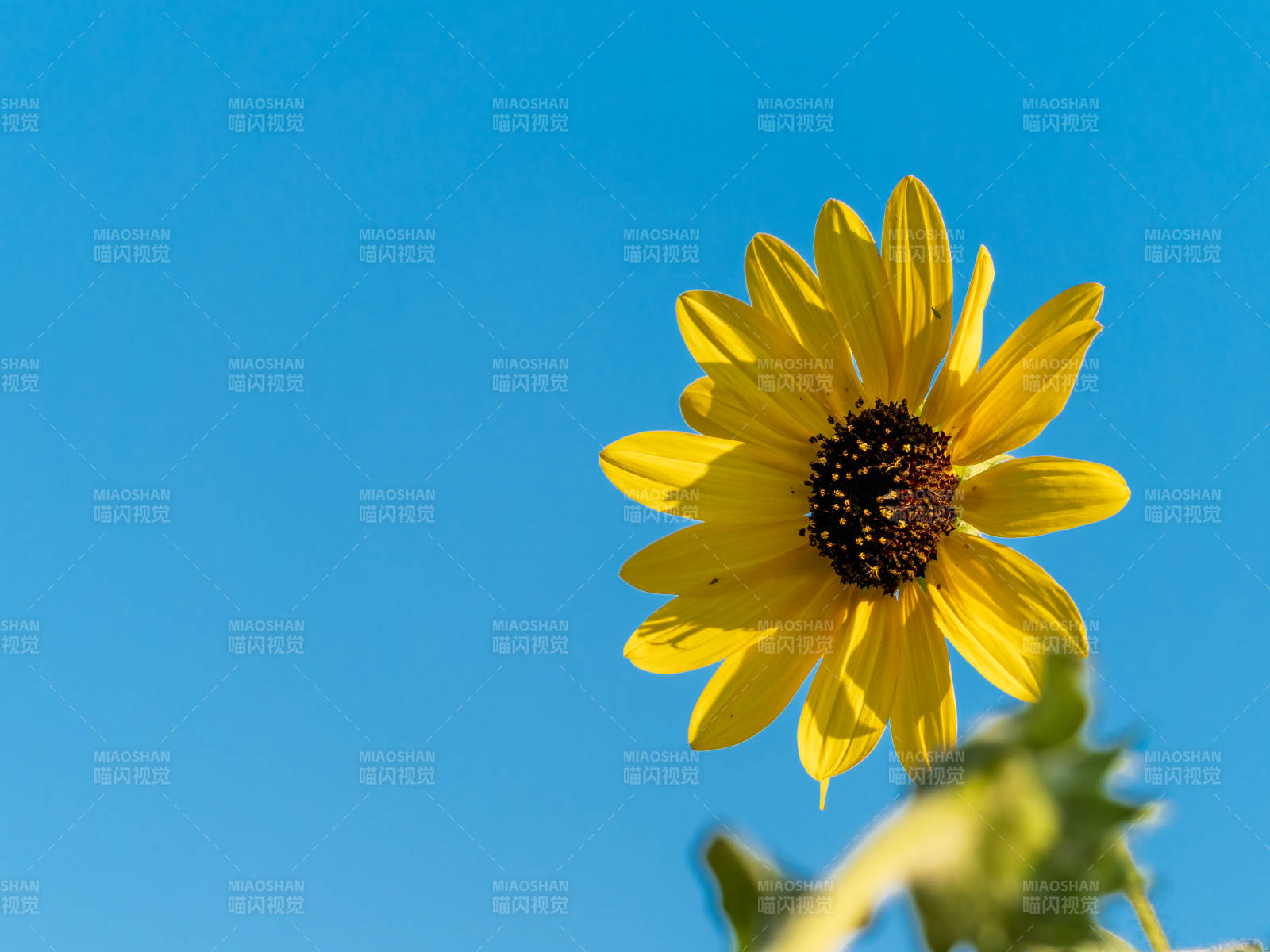 向日葵迎风绽放图片