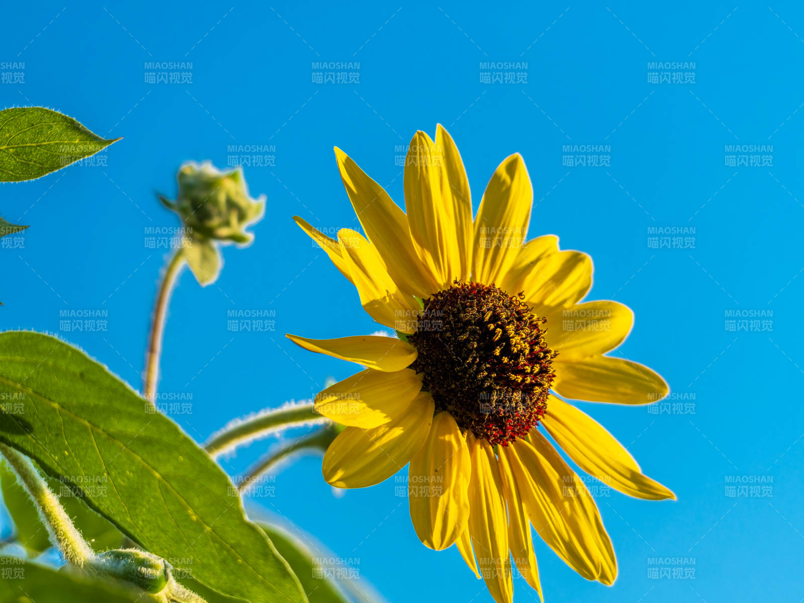 向日葵迎风绽放图片