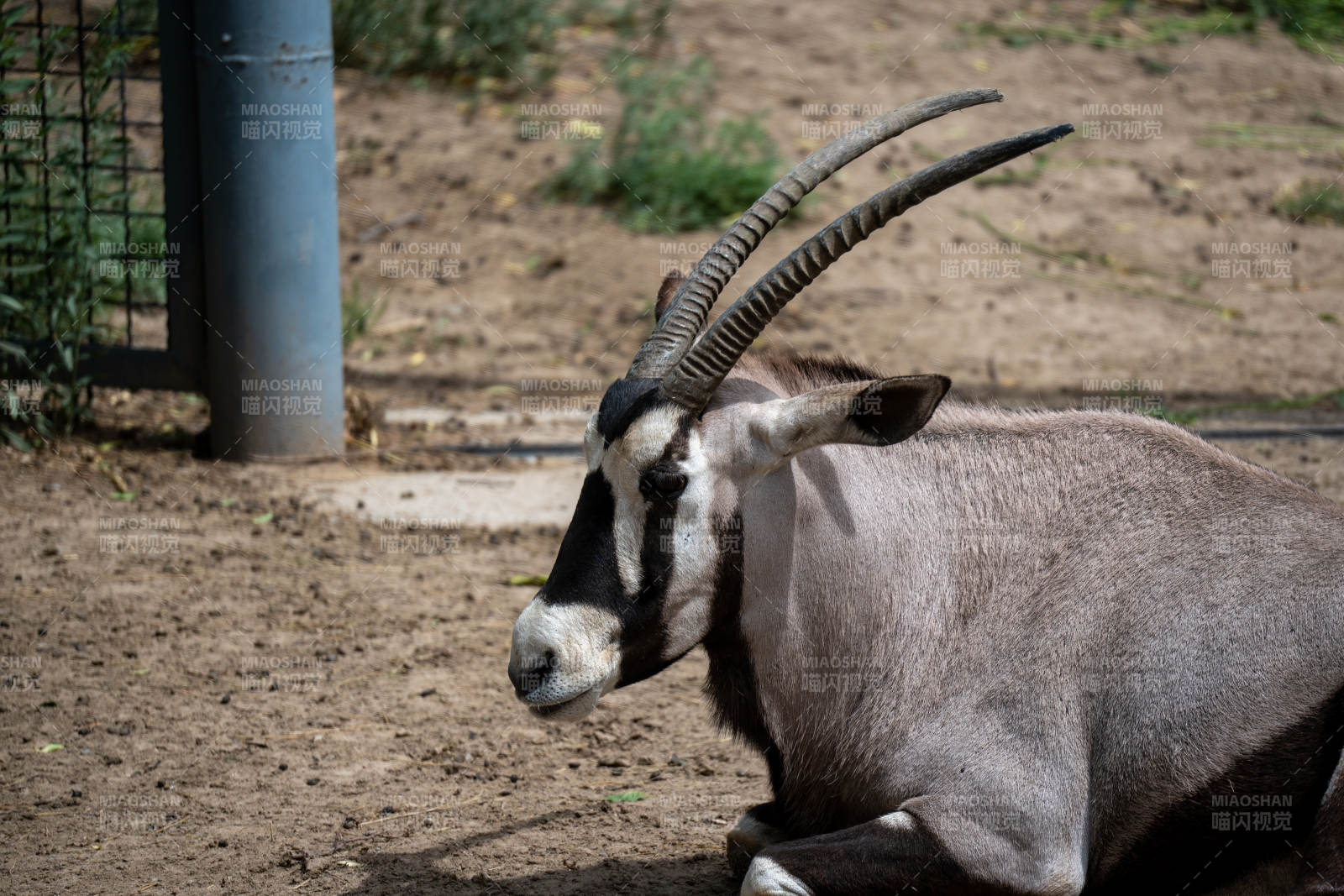 羚羊静卧沙地图片