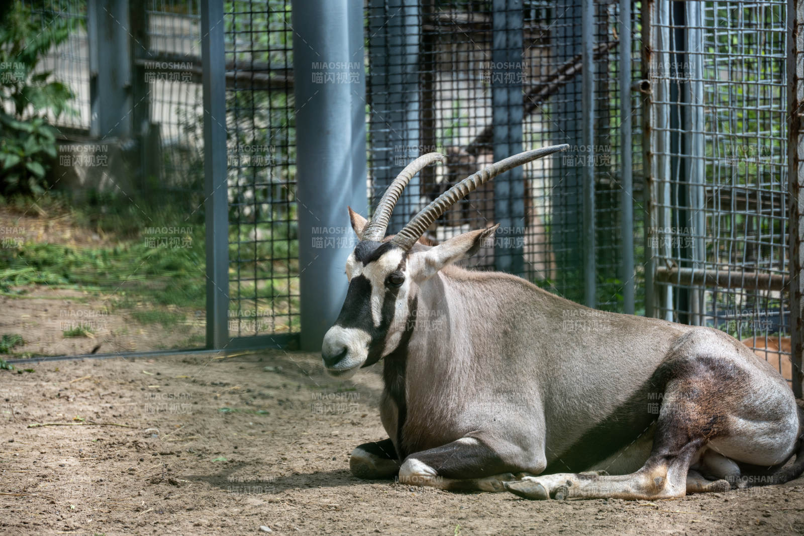 羚羊静卧笼中图片