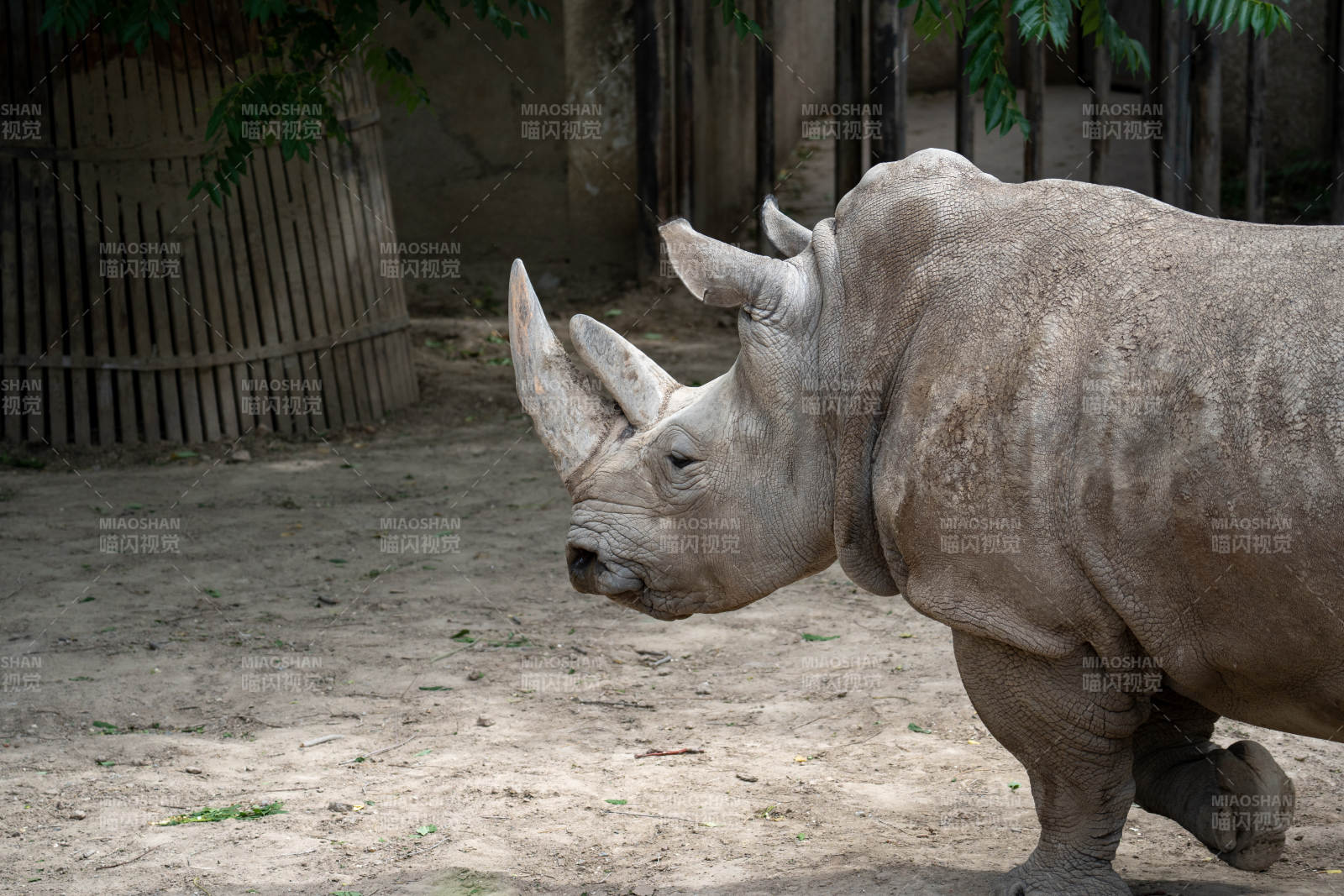 犀牛在围栏中行走图片