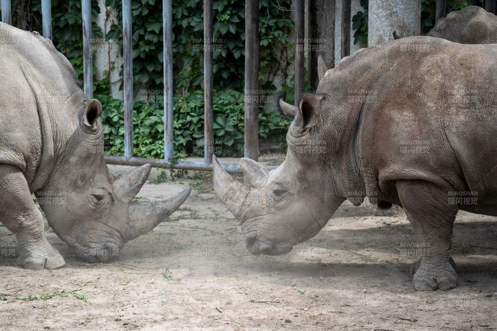 犀牛对峙瞬间图片
