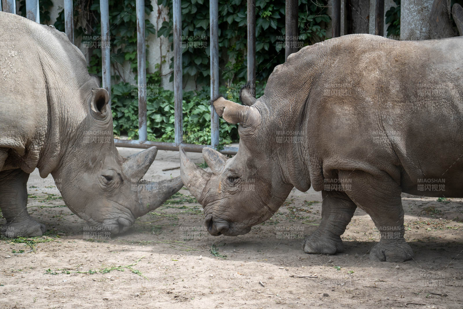 犀牛对峙画面图片