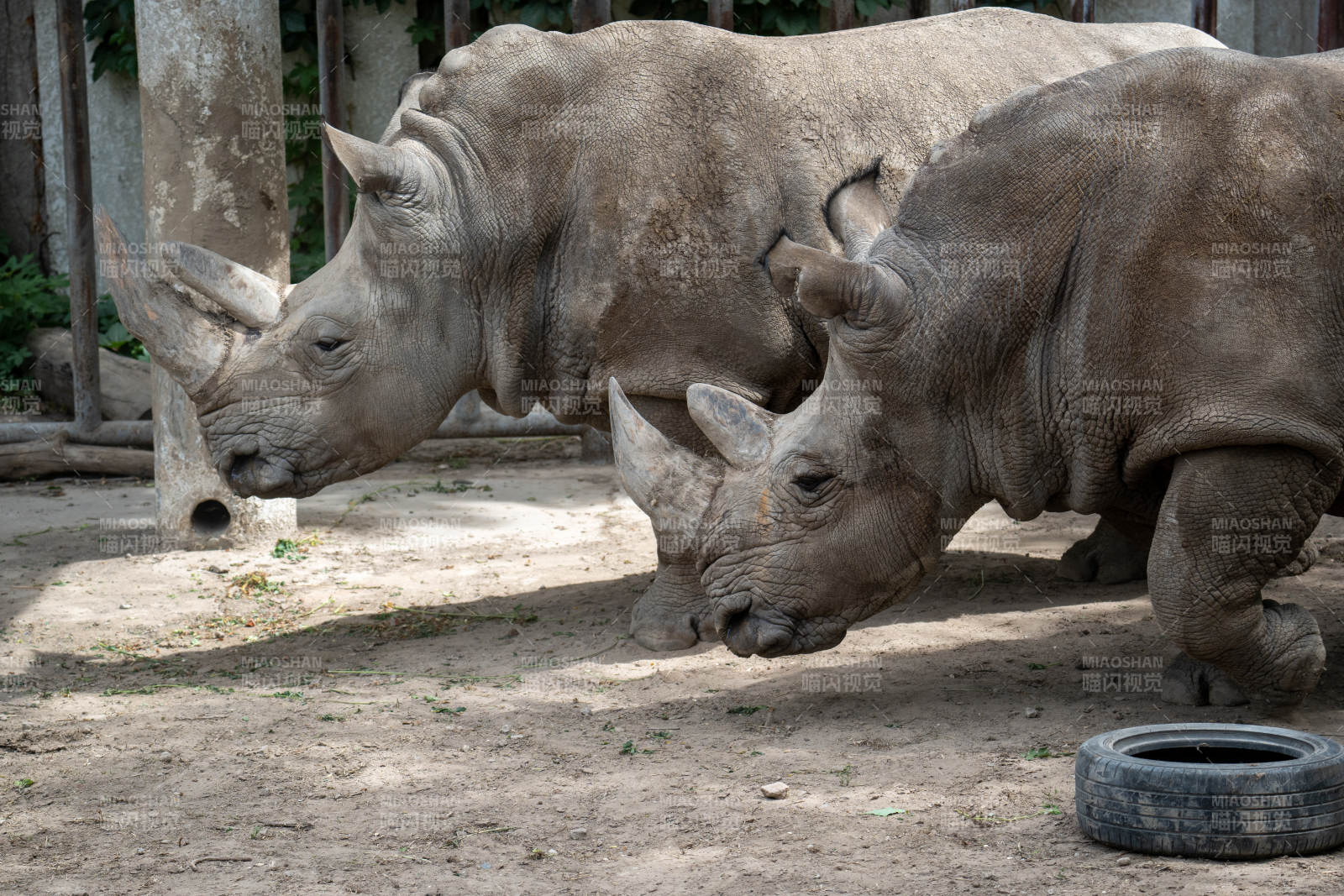 两只犀牛在围栏中图片