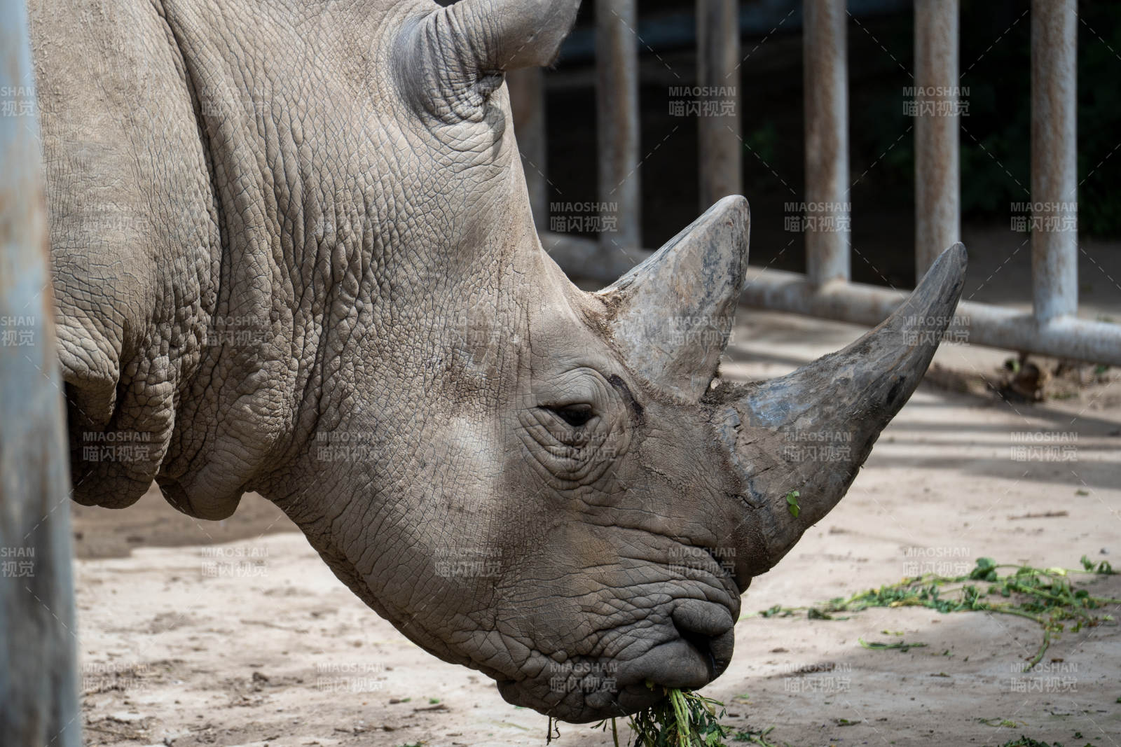 犀牛低头吃草图片