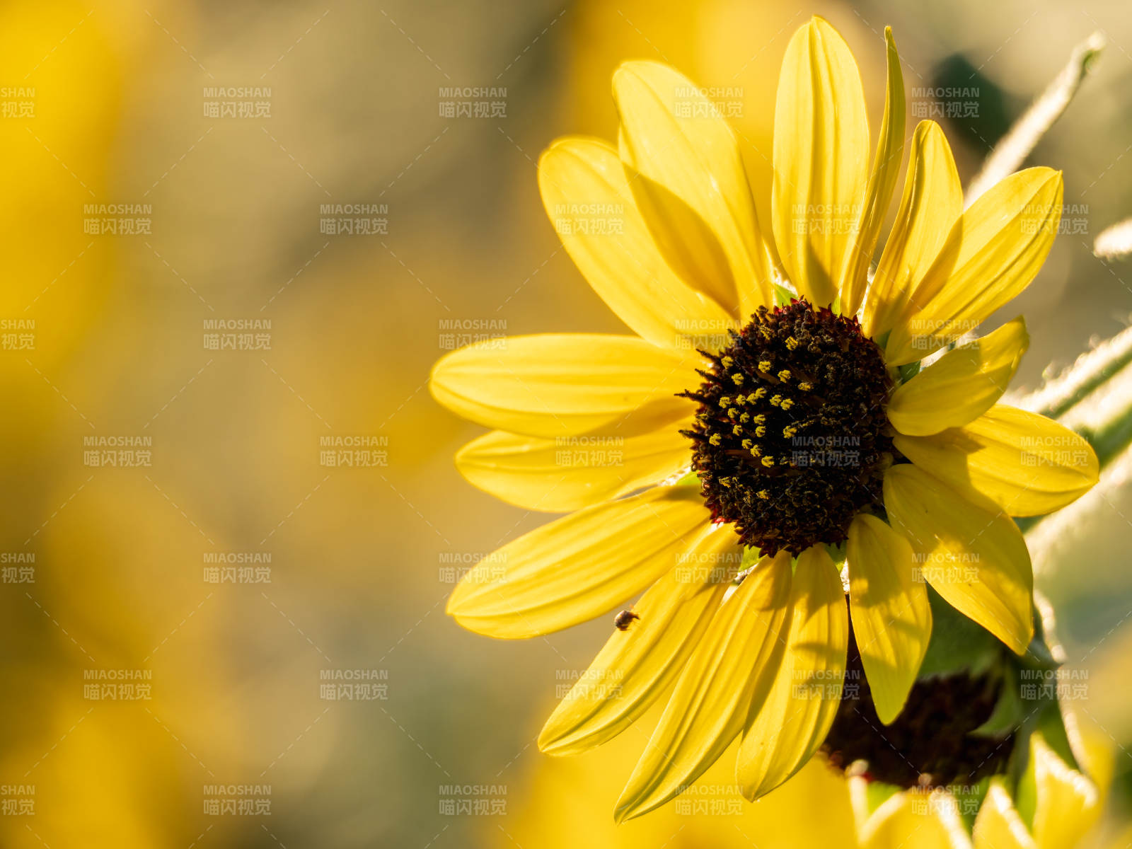 向日葵绽放图片