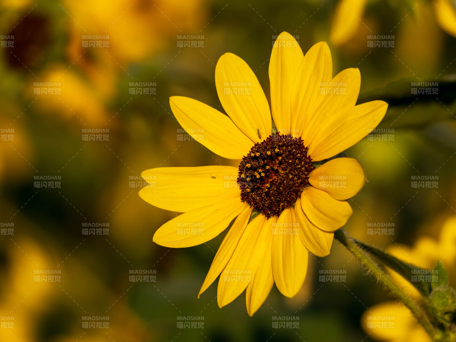 向日葵绽放图片