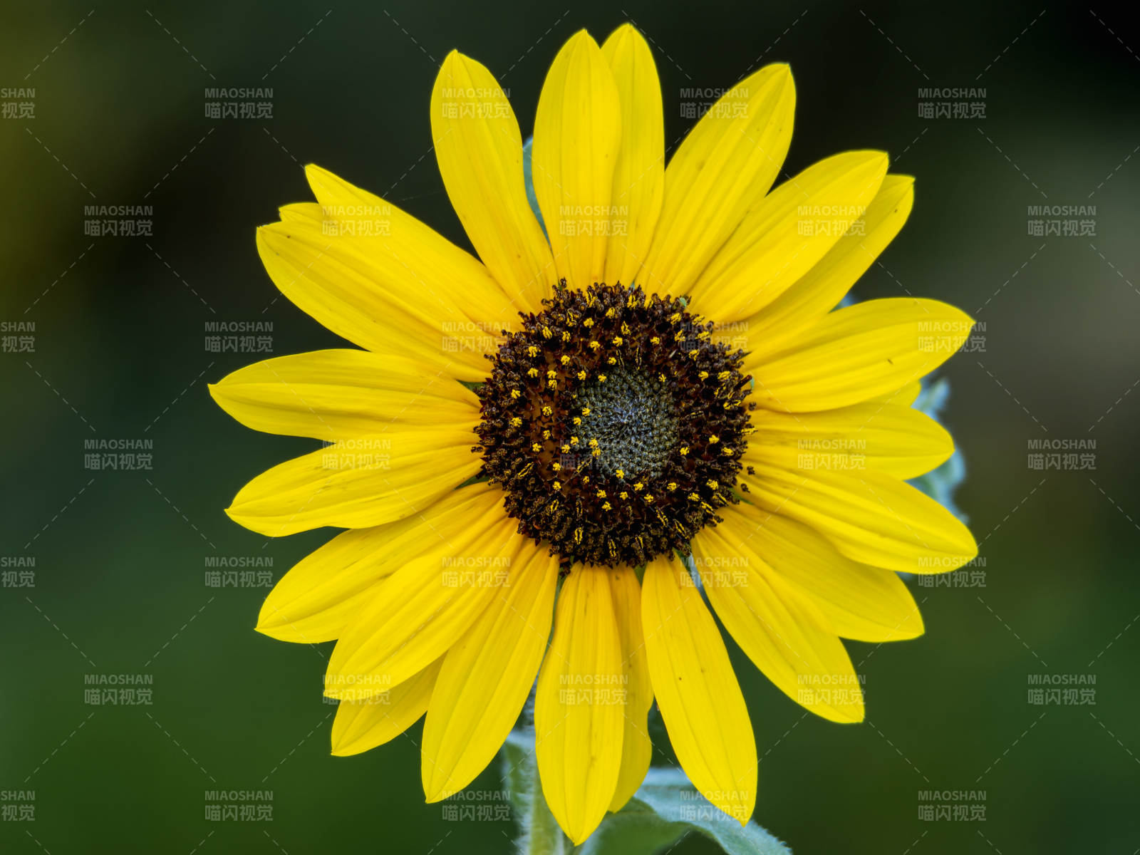 向日葵绽放图片