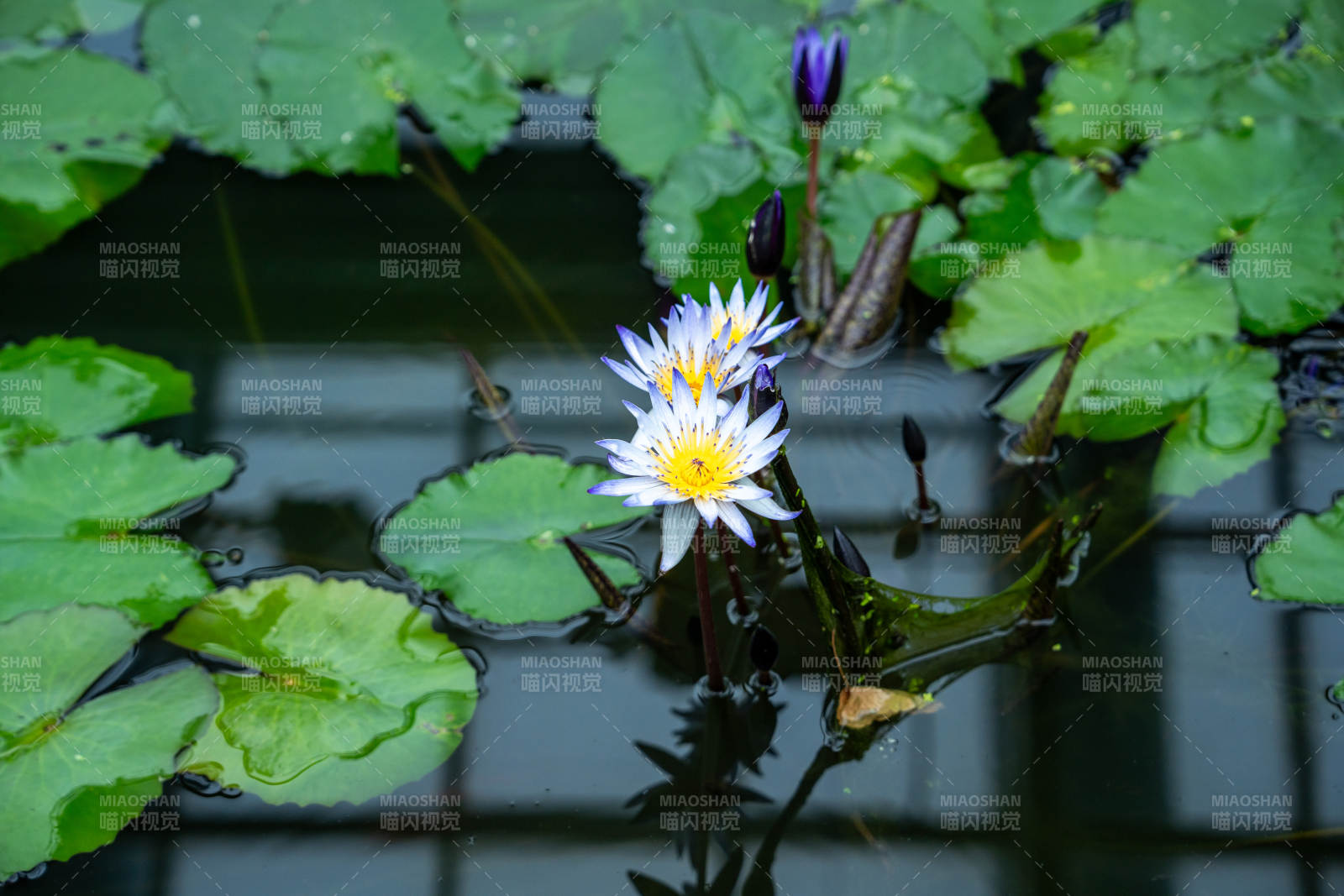 池塘睡莲绽放图片