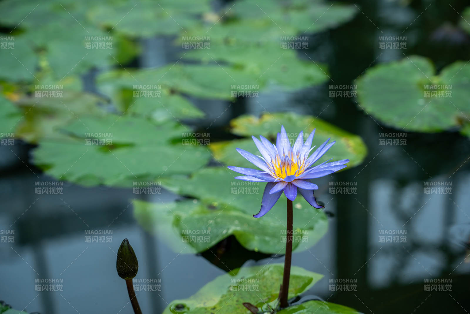 紫莲绽放水中央图片