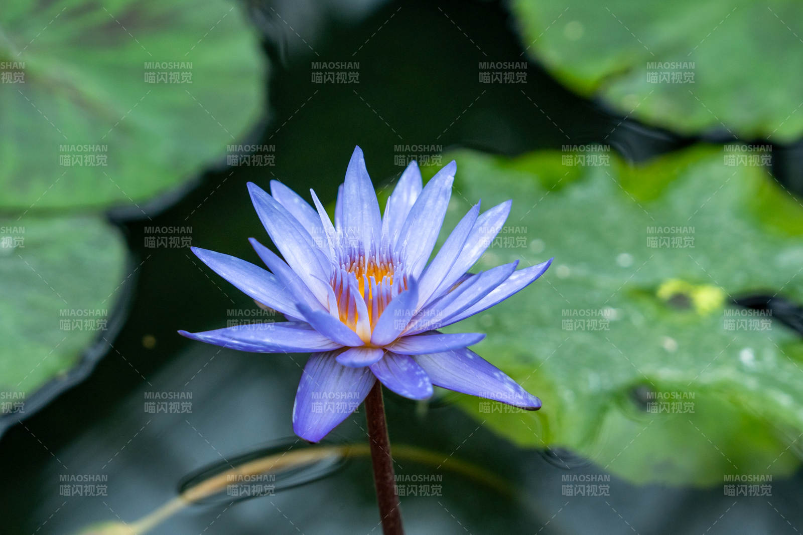 紫莲绽放水中央图片