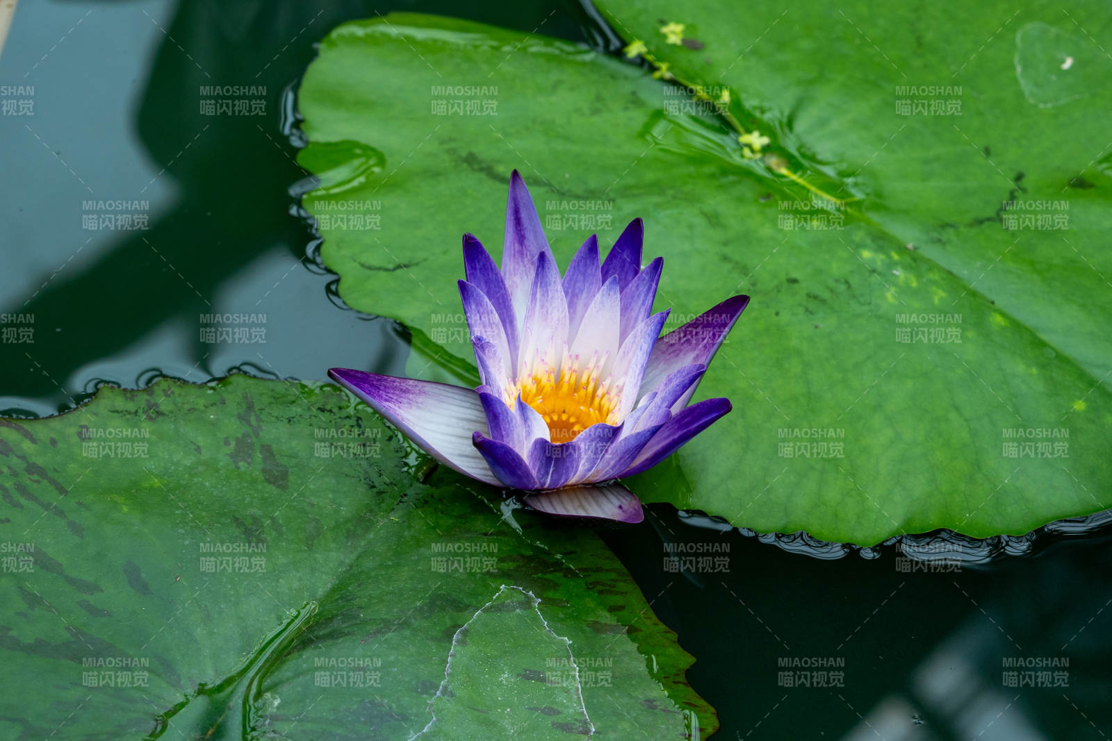 紫莲绽放水面图片