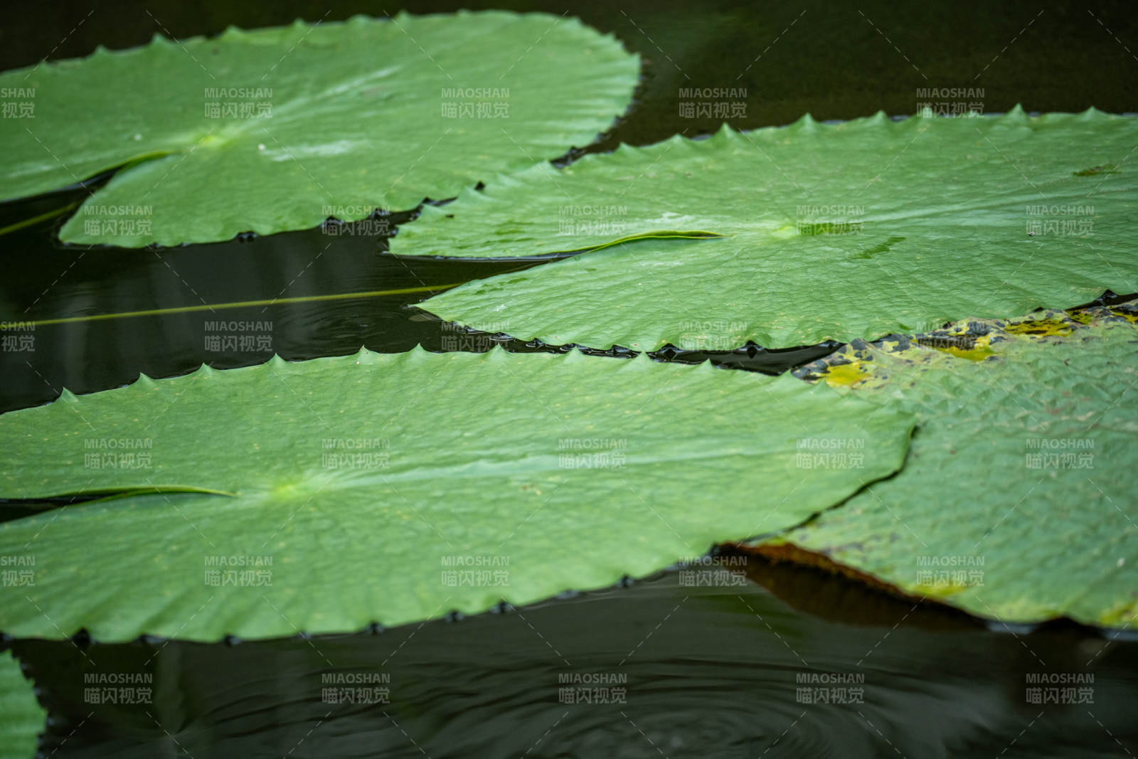 荷叶静谧水面图片