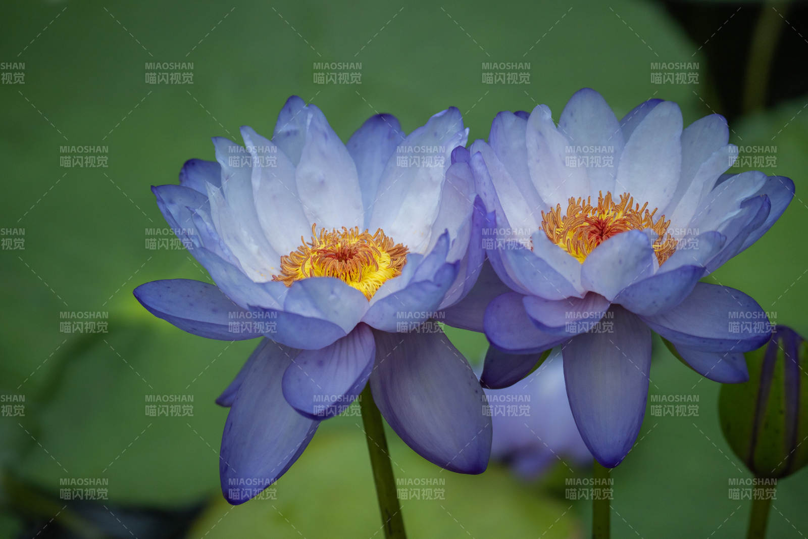 蓝睡莲花绽放图片