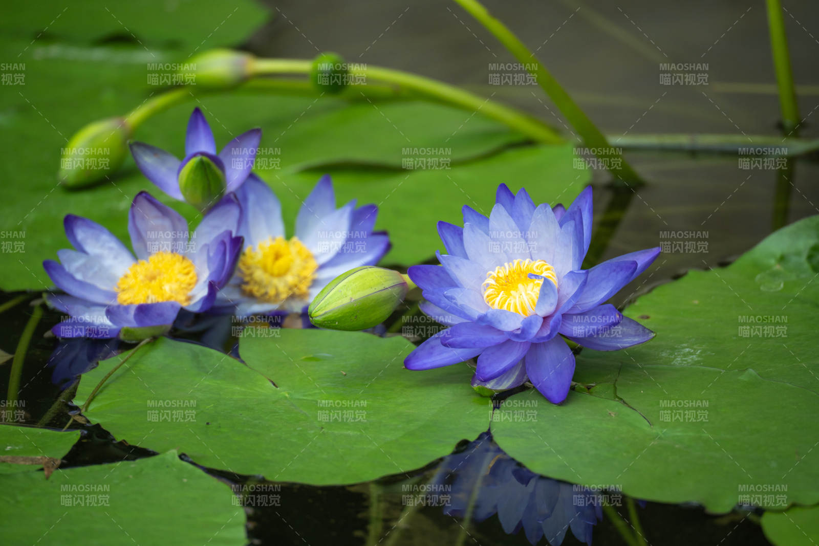 蓝莲绽放水中央图片