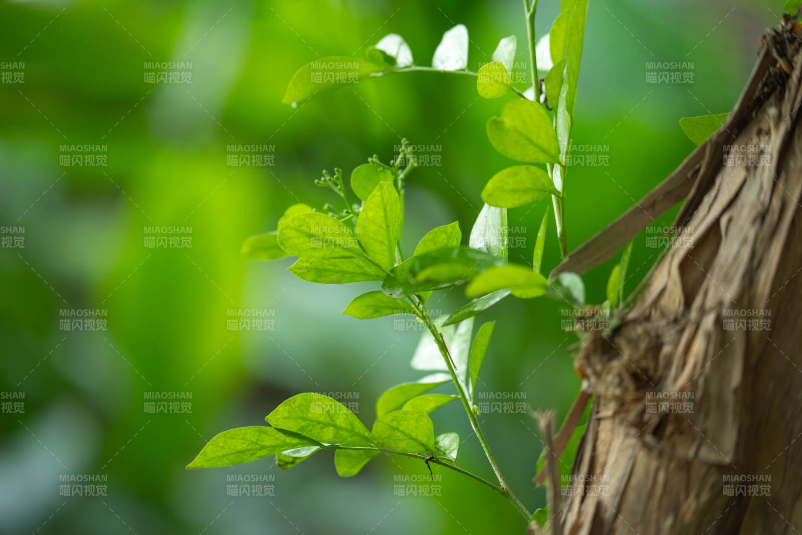 绿叶攀树图片