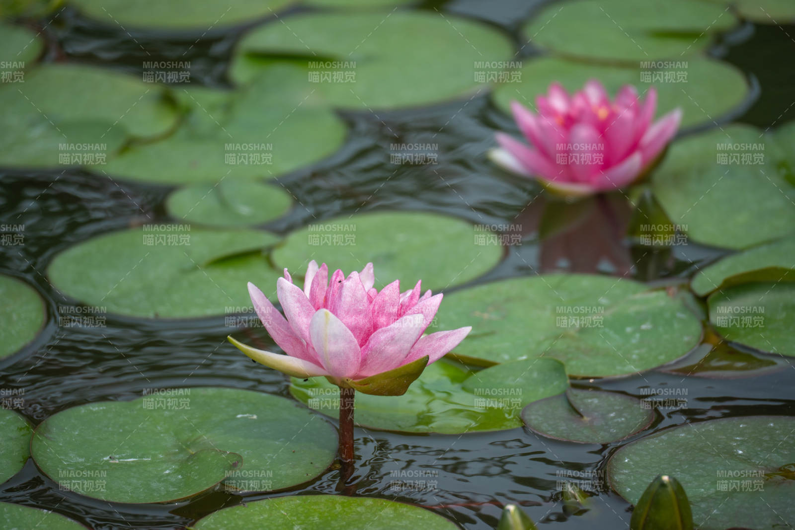 粉莲静绽水中央图片