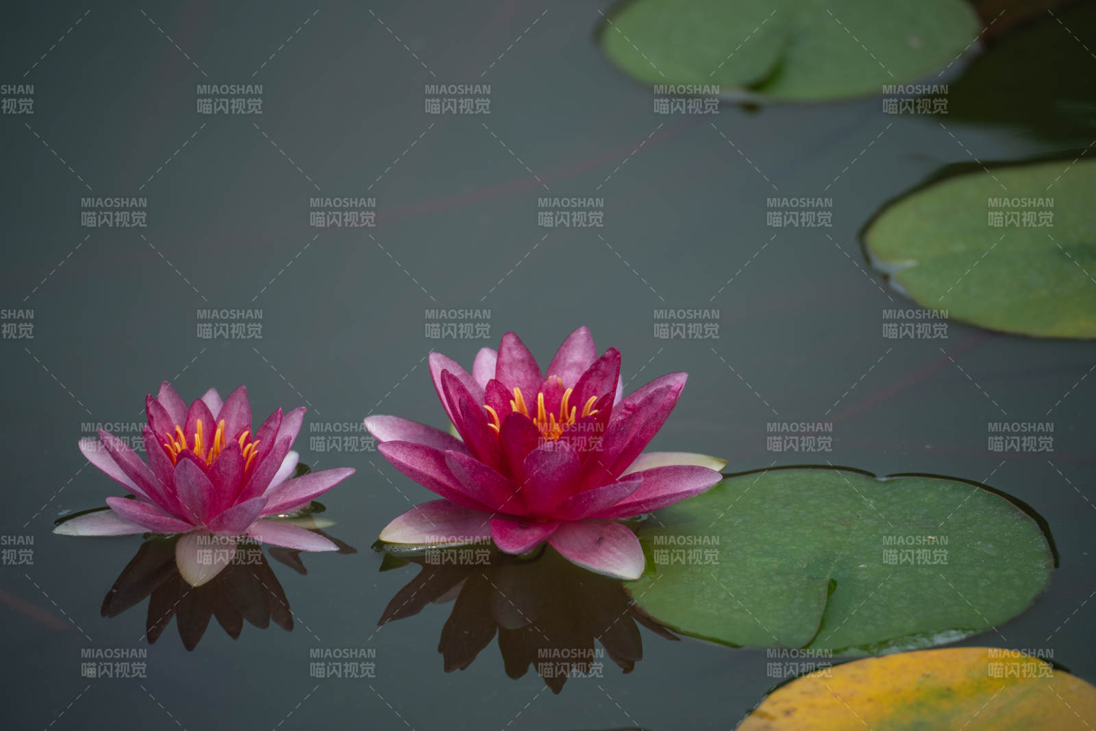 池中睡莲绽放图片