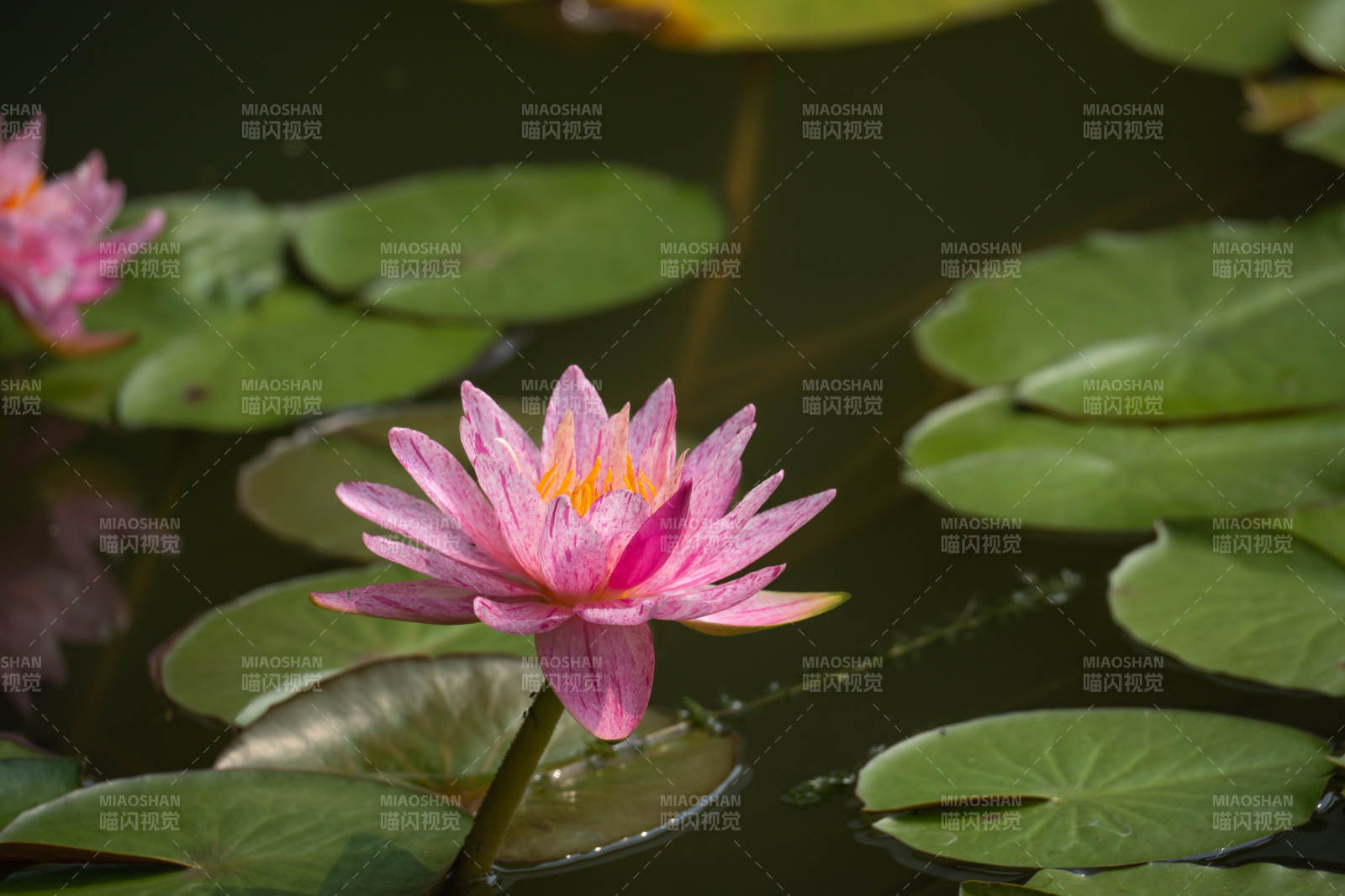 粉莲静绽池中图片