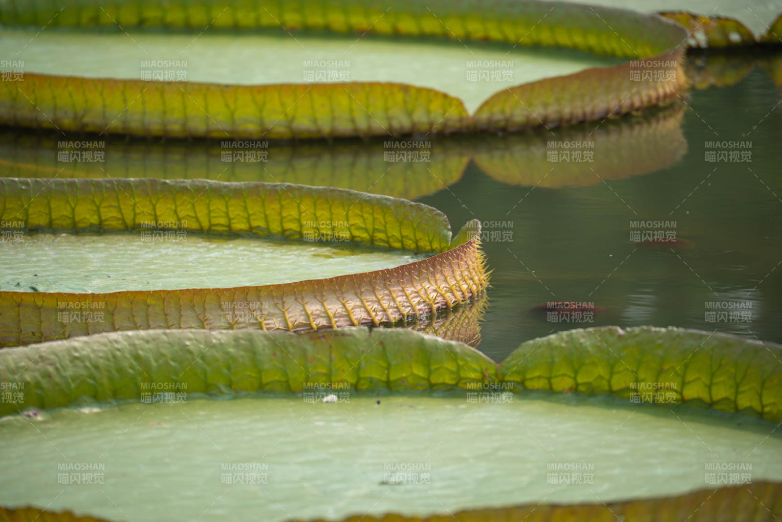 巨叶睡莲静水映图片