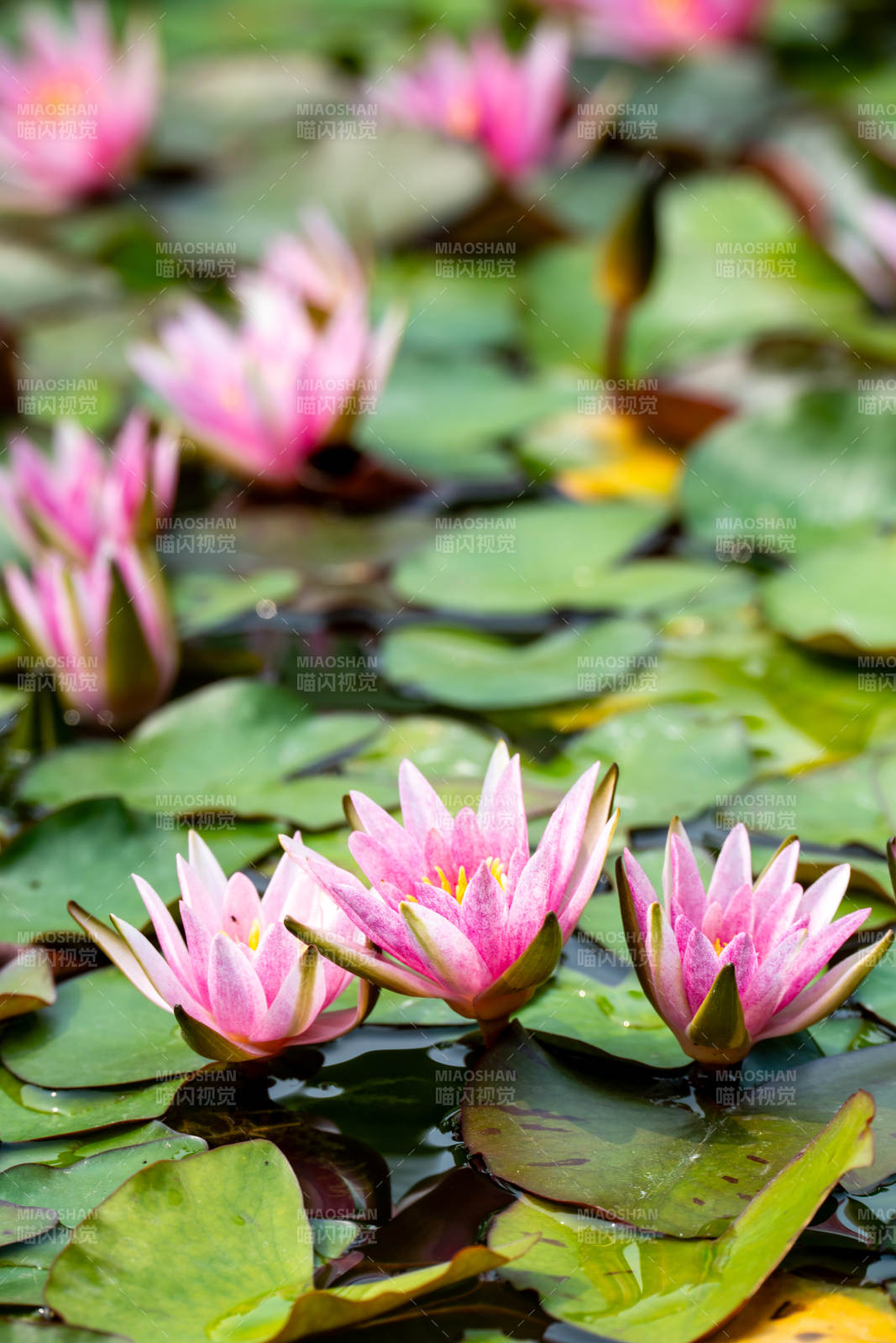 粉莲映水绿叶间图片