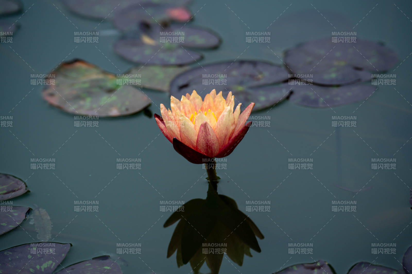 池中莲花绽放图片