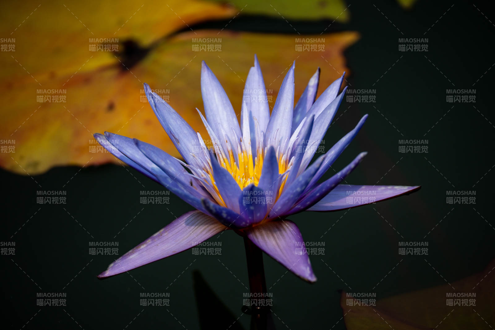 紫莲绽放水中央图片