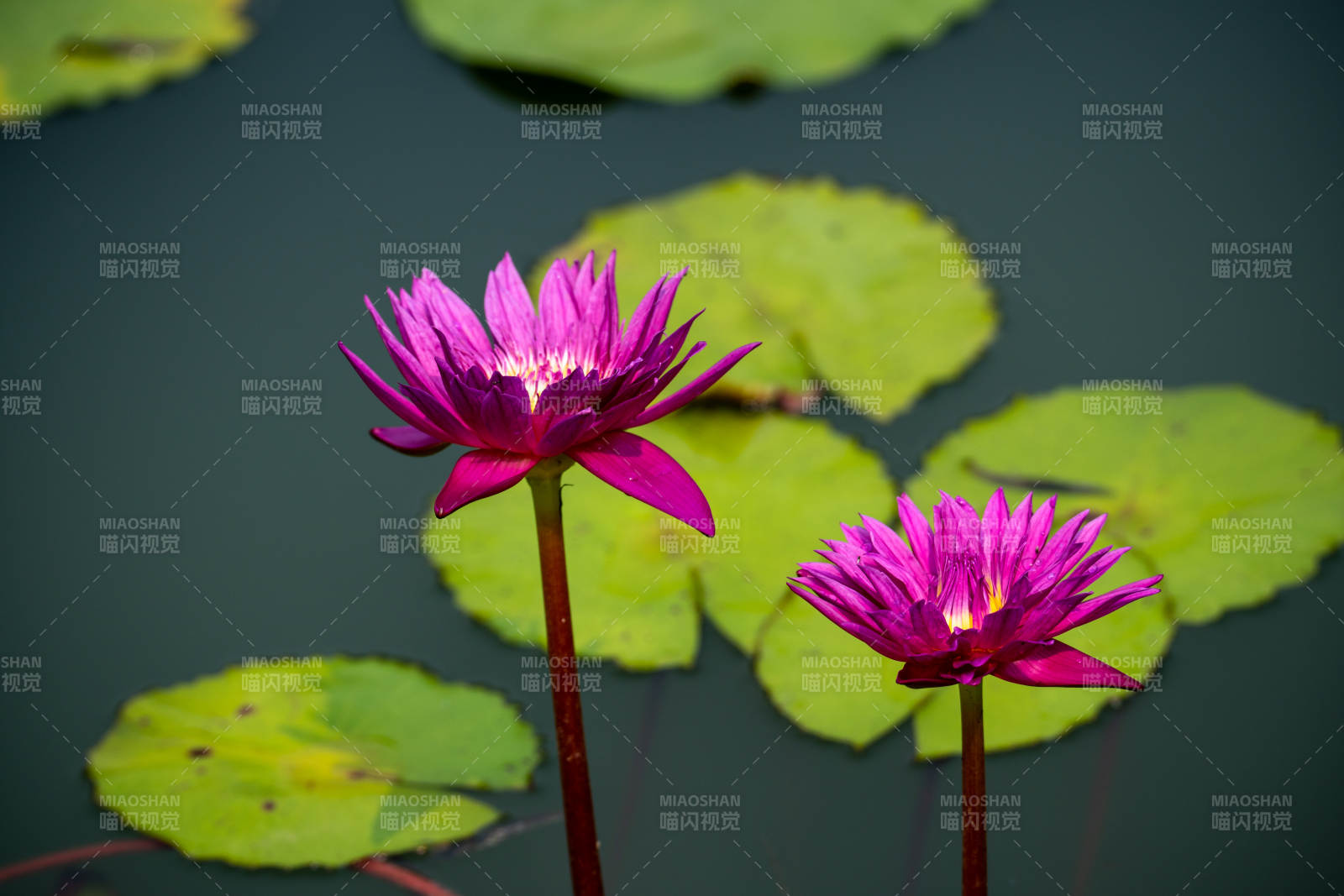 紫莲绽放池中图片