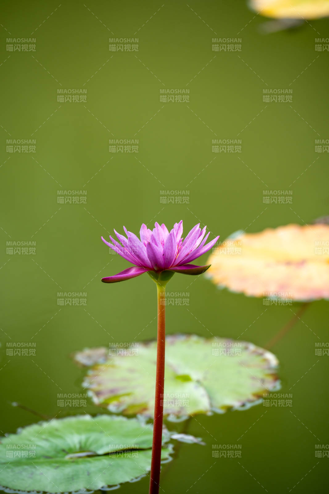 紫莲静绽水中央图片