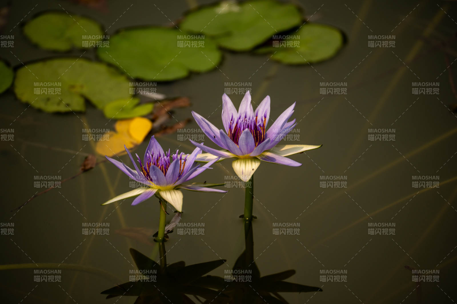 紫莲静水映荷影图片