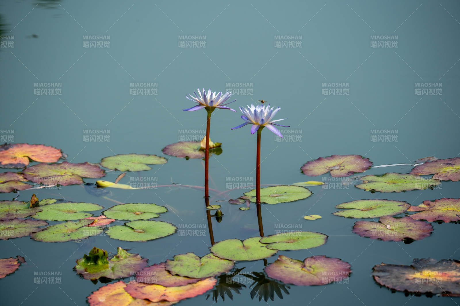 水莲静谧绽放图片