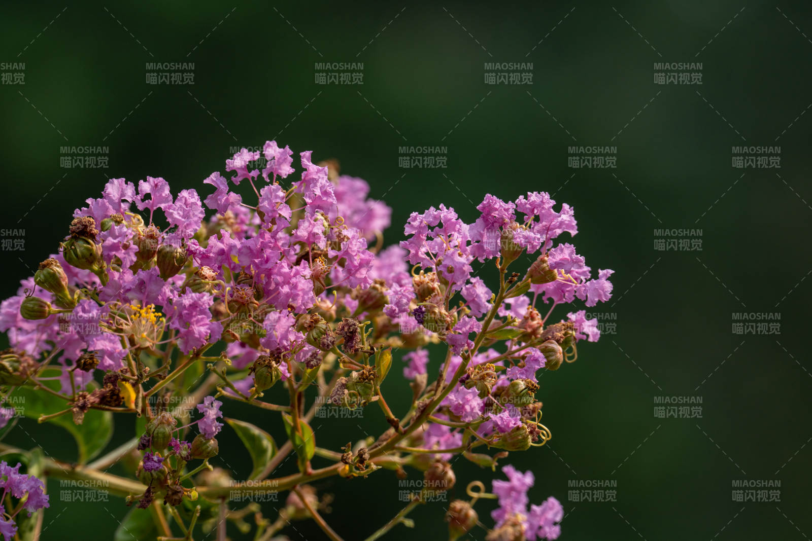 紫花绽放枝头图片