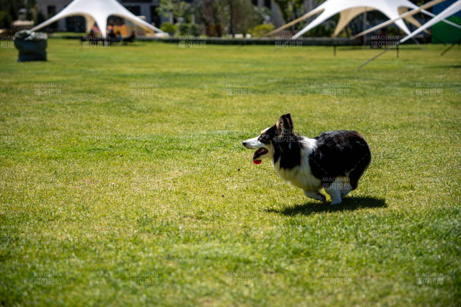 柯基奔跑在绿茵上图片