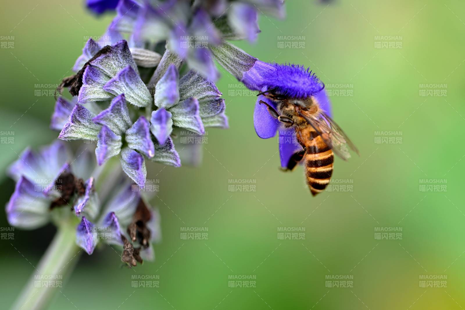 蜂采紫花蜜图片
