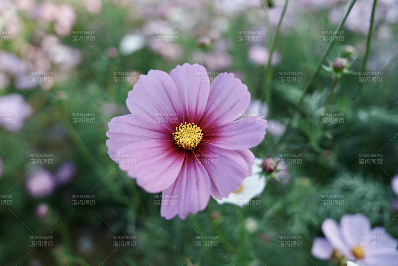 粉紫秋英绽放图片