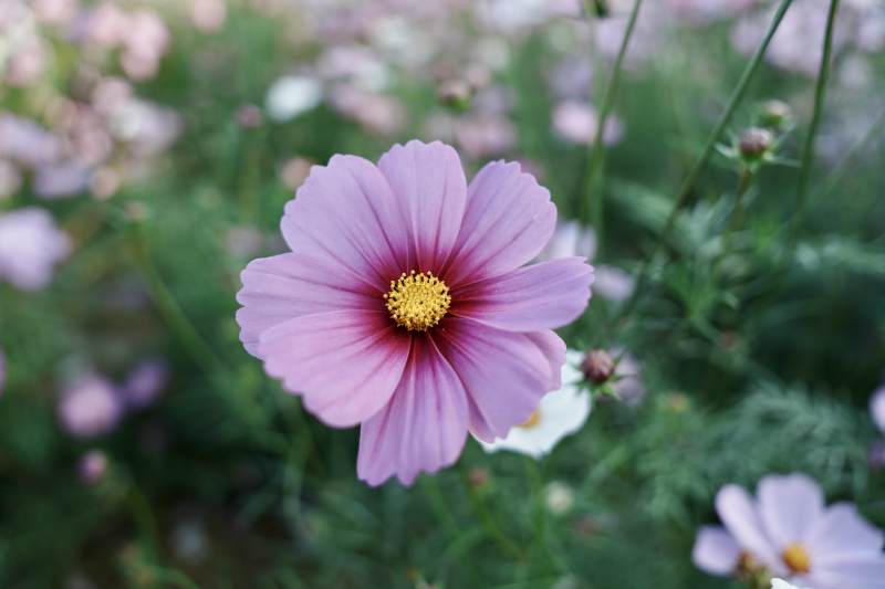 粉紫秋英绽放图片