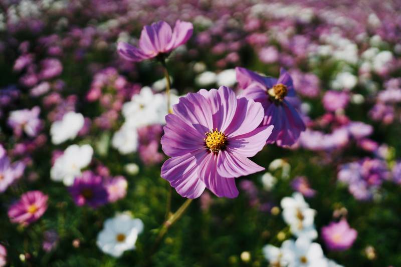 紫花绽放的花海图片