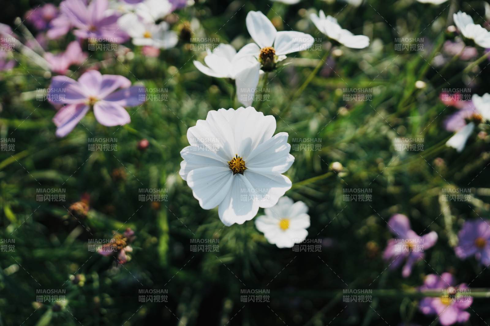 秋英绽放 花海如梦图片