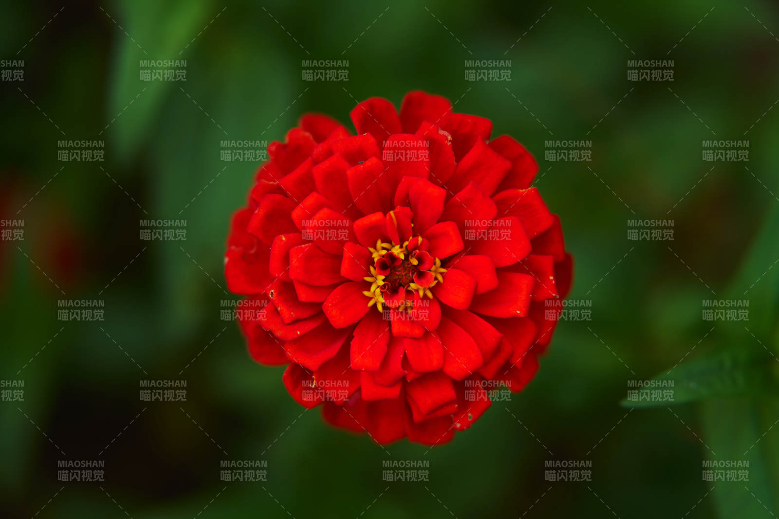 红花百日菊绽放图片