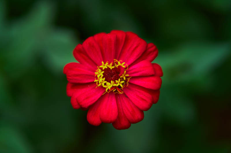 红色百日菊绽放图片