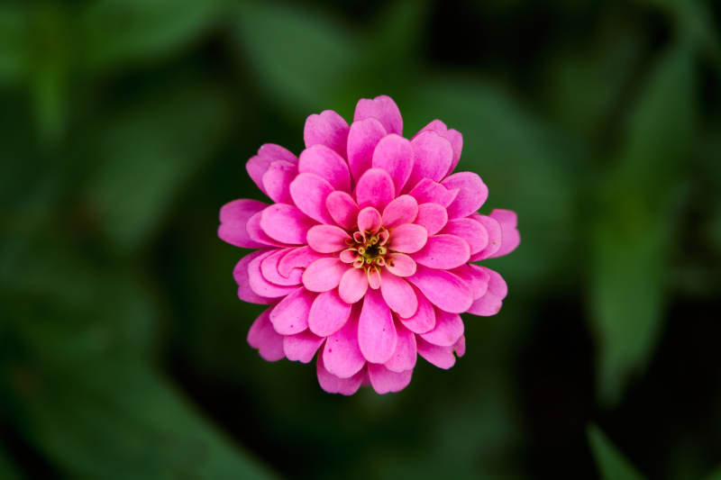 百日菊绽放图片