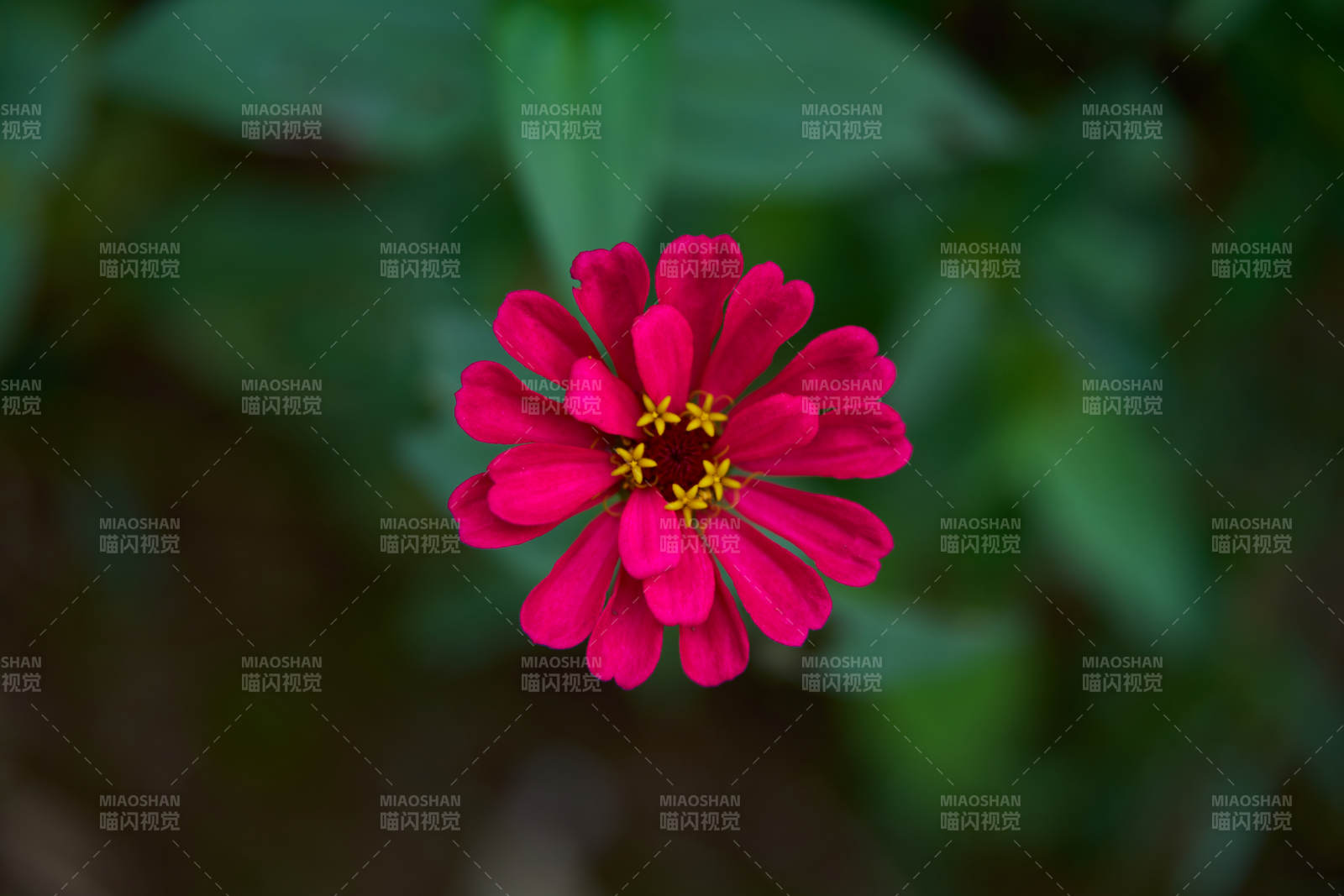 红色百日菊绽放图片