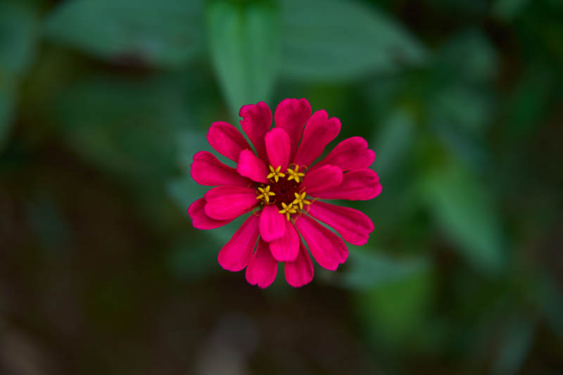 红色百日菊绽放图片