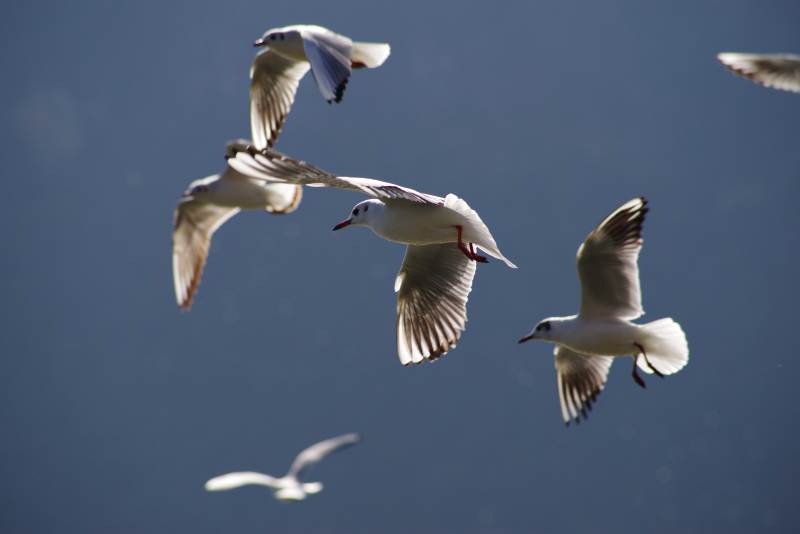 海鸥翱翔蓝天图片